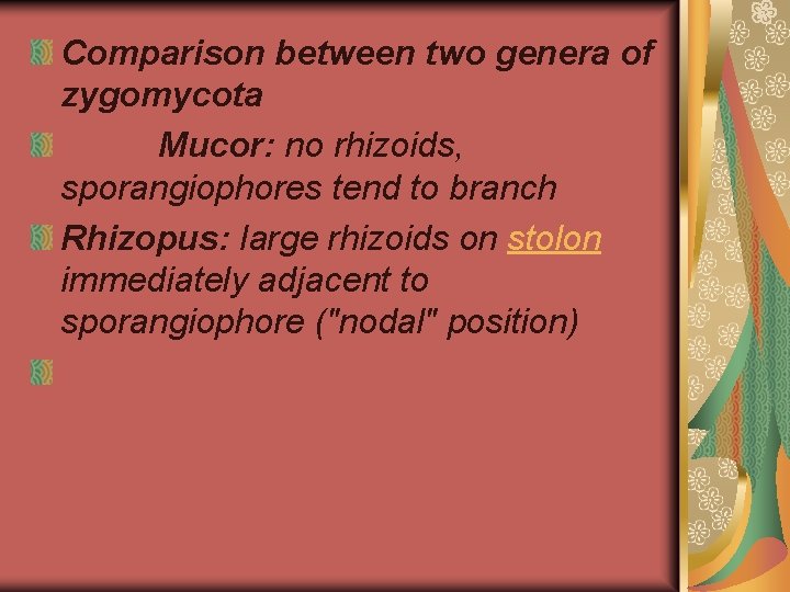 Comparison between two genera of zygomycota Mucor: no rhizoids, sporangiophores tend to branch Rhizopus: