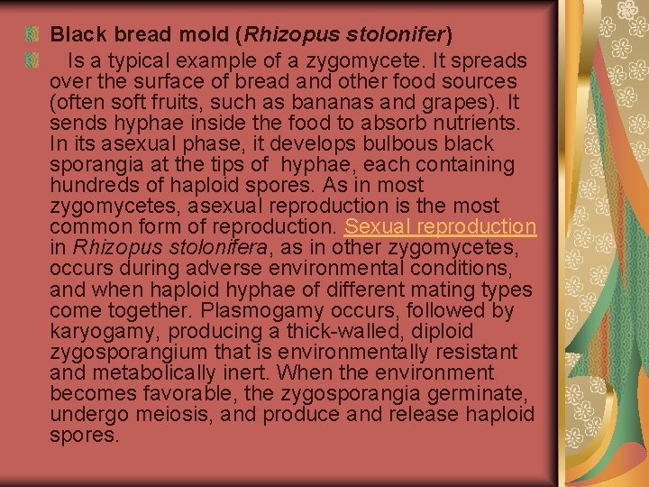 Black bread mold (Rhizopus stolonifer) Is a typical example of a zygomycete. It spreads