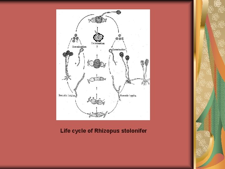 Life cycle of Rhizopus stolonifer 