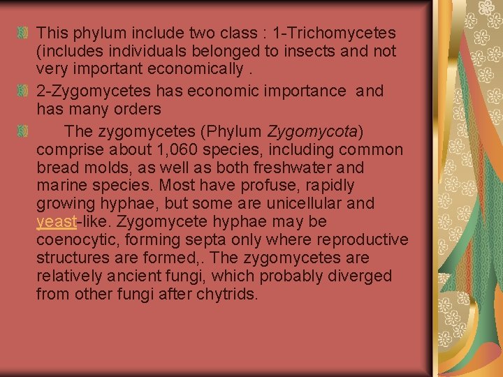 This phylum include two class : 1 -Trichomycetes (includes individuals belonged to insects and