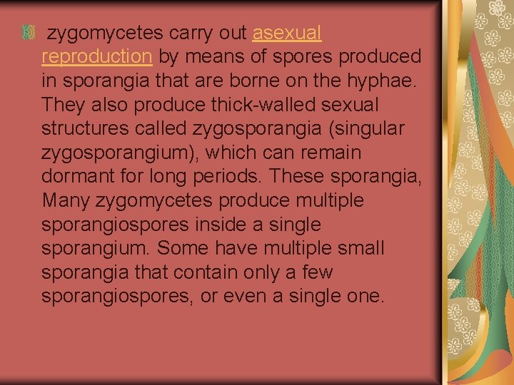 zygomycetes carry out asexual reproduction by means of spores produced in sporangia that are