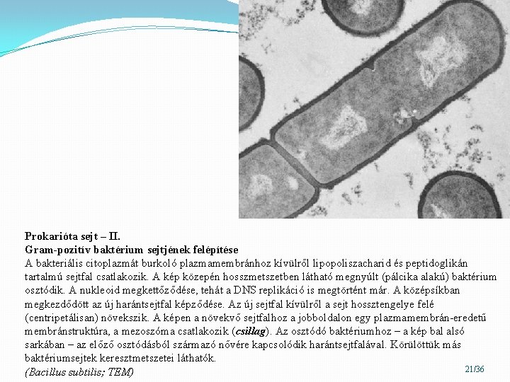Prokarióta sejt – II. Gram-pozitív baktérium sejtjének felépítése A bakteriális citoplazmát burkoló plazmamembránhoz kívülről
