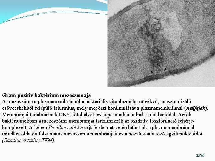 Gram-pozitív baktérium mezoszómája A mezoszóma a plazmamembránból a bakteriális citoplazmába növekvő, anasztomizáló csövecskékből felépülő