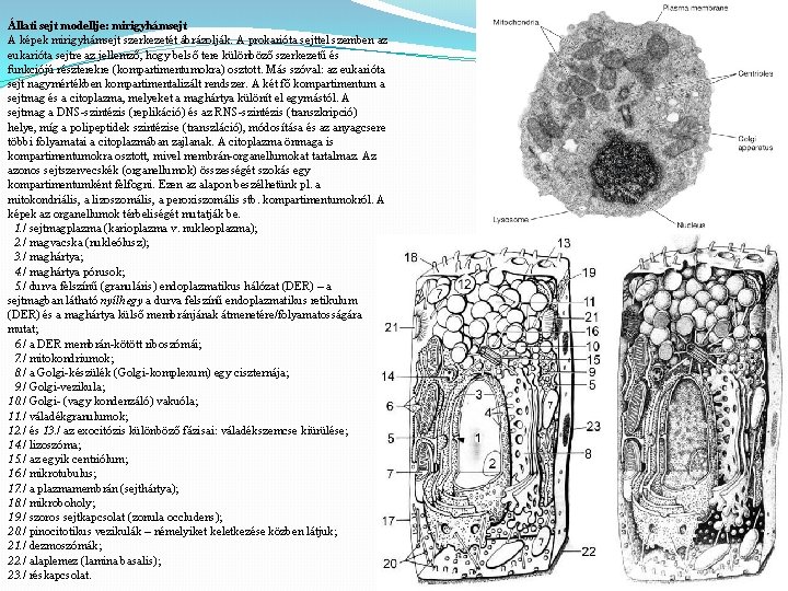 Állati sejt modellje: mirigyhámsejt A képek mirigyhámsejt szerkezetét ábrázolják. A prokarióta sejttel szemben az
