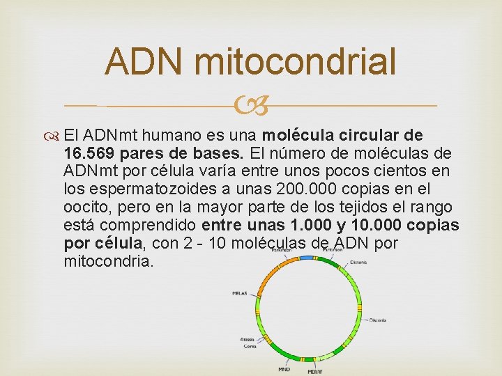 ADN mitocondrial El ADNmt humano es una molécula circular de 16. 569 pares de