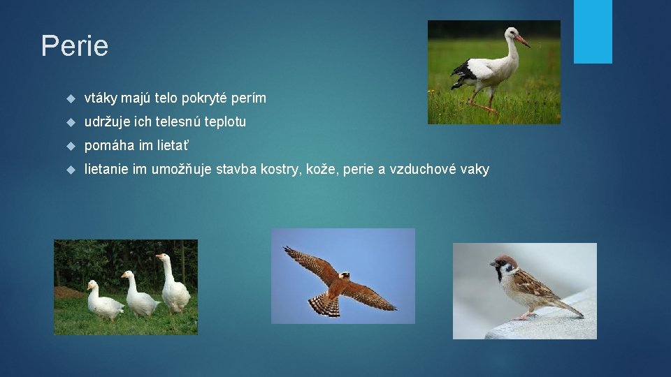 Perie vtáky majú telo pokryté perím udržuje ich telesnú teplotu pomáha im lietať lietanie