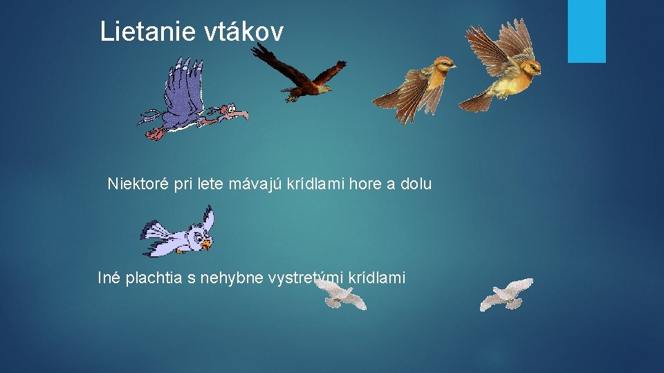 Lietanie vtákov Niektoré pri lete mávajú krídlami hore a dolu Iné plachtia s nehybne