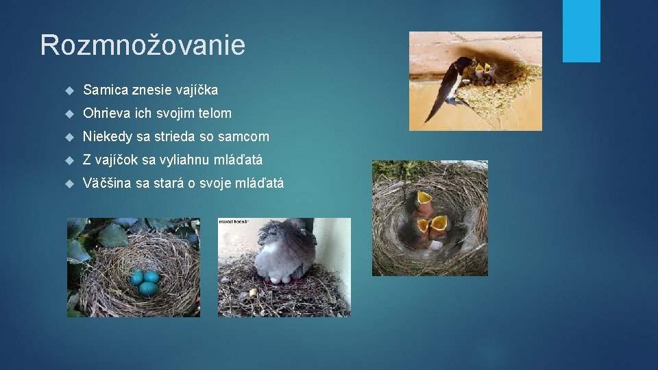 Rozmnožovanie Samica znesie vajíčka Ohrieva ich svojim telom Niekedy sa strieda so samcom Z