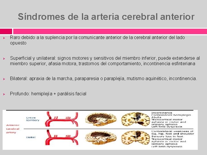 Síndromes de la arteria cerebral anterior Ø Ø Raro debido a la suplencia por