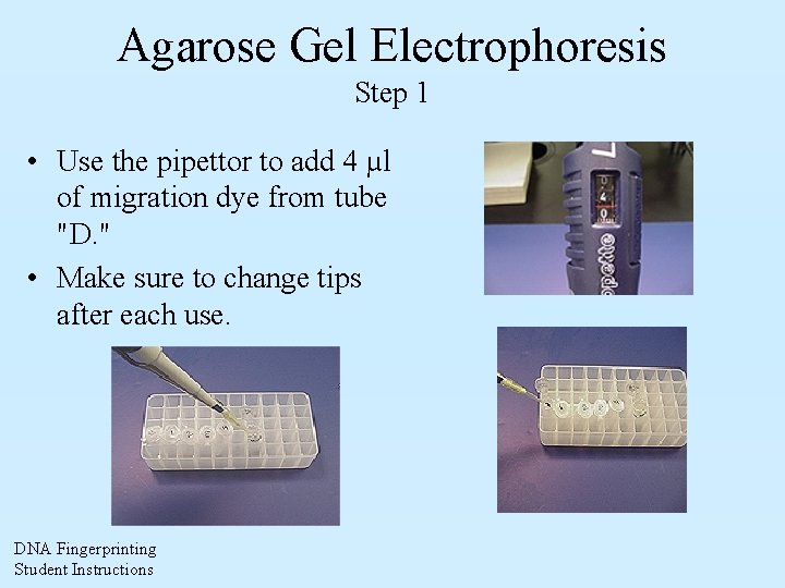 Agarose Gel Electrophoresis Step 1 • Use the pipettor to add 4 µl of