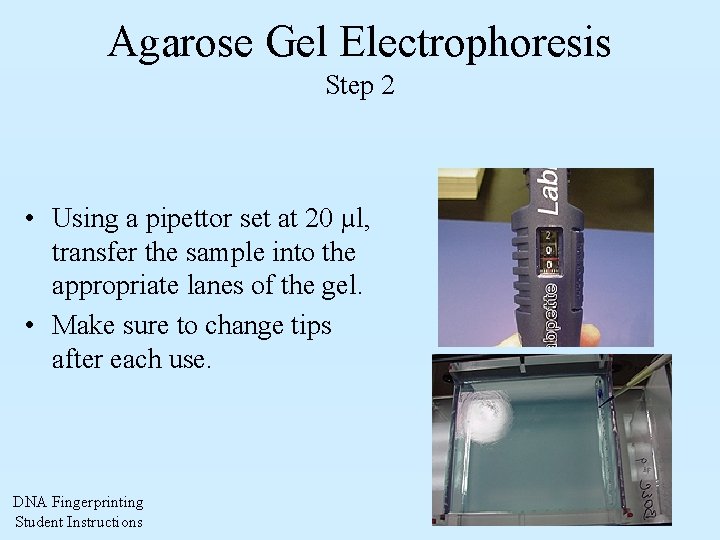Agarose Gel Electrophoresis Step 2 • Using a pipettor set at 20 µl, transfer