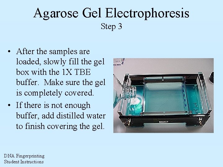 Agarose Gel Electrophoresis Step 3 • After the samples are loaded, slowly fill the