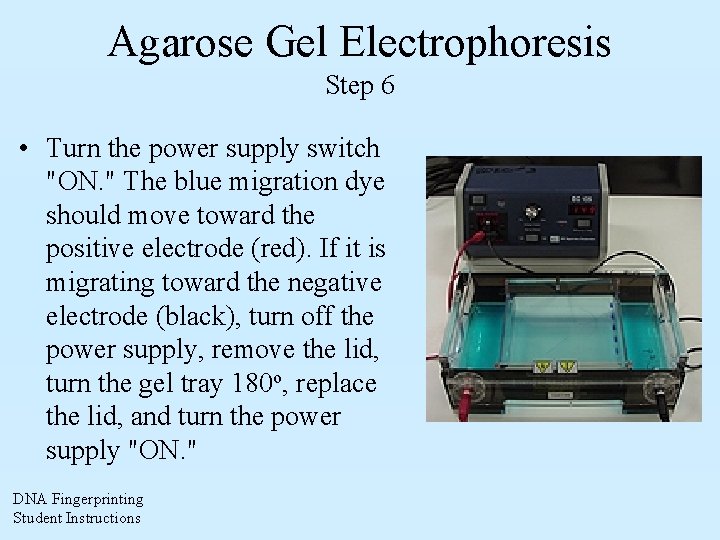 Agarose Gel Electrophoresis Step 6 • Turn the power supply switch "ON. " The