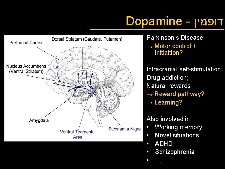 Dopamine - דופמין Parkinson’s Disease Motor control + initialtion? Intracranial self-stimulation; Drug addiction; Natural