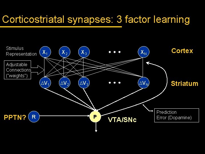 Corticostriatal synapses: 3 factor learning Stimulus Representation X 1 X 2 X 3 XN