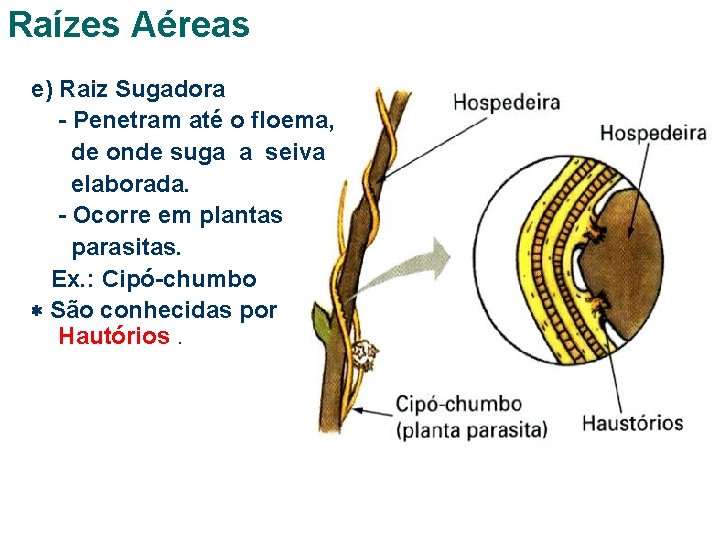 Raízes Aéreas e) Raiz Sugadora - Penetram até o floema, de onde suga a