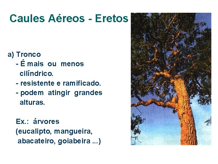 Caules Aéreos - Eretos a) Tronco - É mais ou menos cilíndrico. - resistente