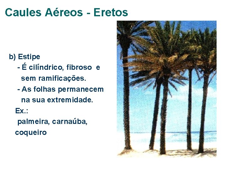 Caules Aéreos - Eretos b) Estipe - É cilíndrico, fibroso e sem ramificações. -