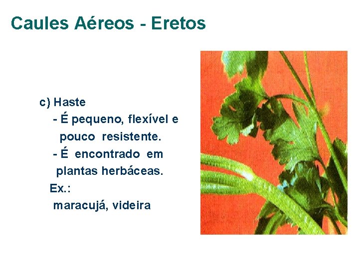 Caules Aéreos - Eretos c) Haste - É pequeno, flexível e pouco resistente. -