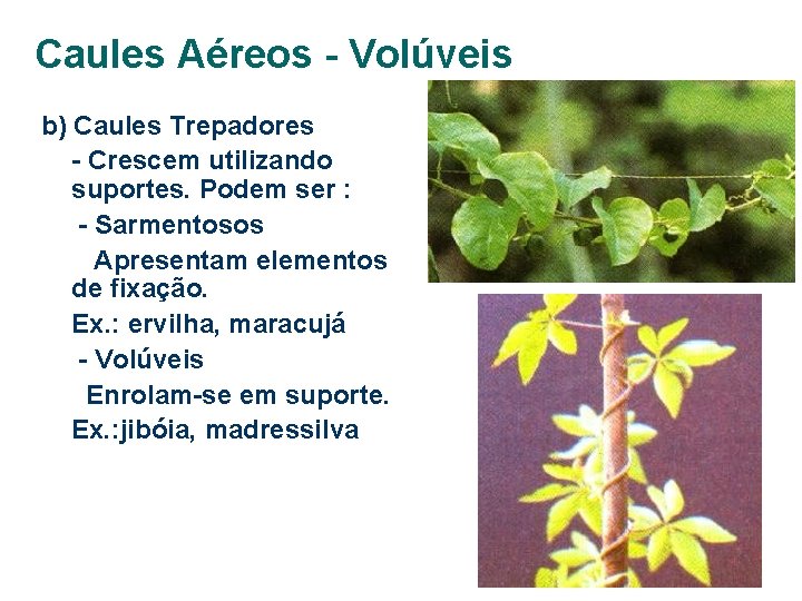 Caules Aéreos - Volúveis b) Caules Trepadores - Crescem utilizando suportes. Podem ser :