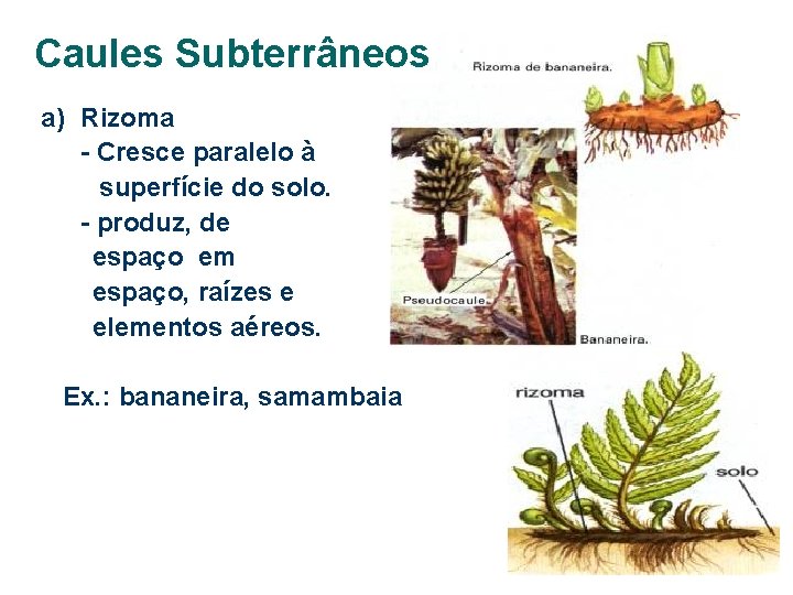 Caules Subterrâneos a) Rizoma - Cresce paralelo à superfície do solo. - produz, de