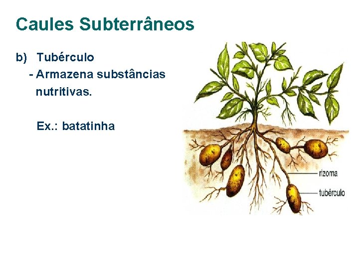 Caules Subterrâneos b) Tubérculo - Armazena substâncias nutritivas. Ex. : batatinha 