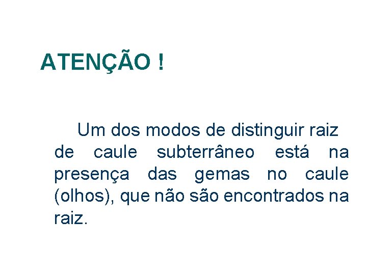 ATENÇÃO ! Um dos modos de distinguir raiz de caule subterrâneo está na presença