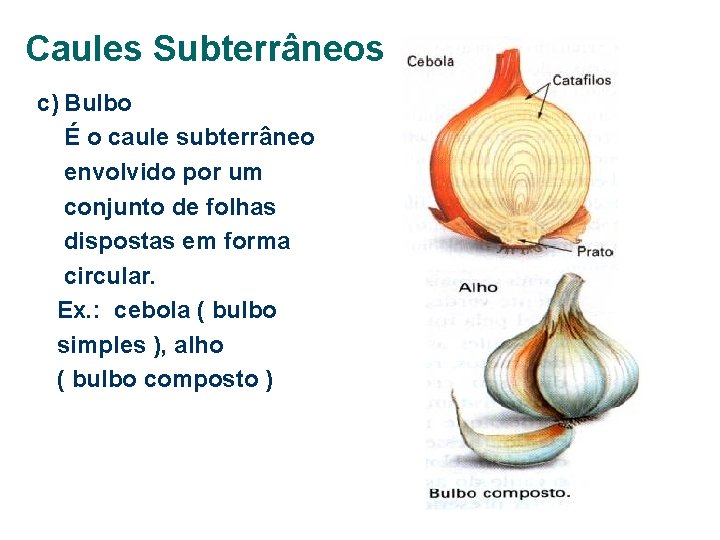 Caules Subterrâneos c) Bulbo É o caule subterrâneo envolvido por um conjunto de folhas