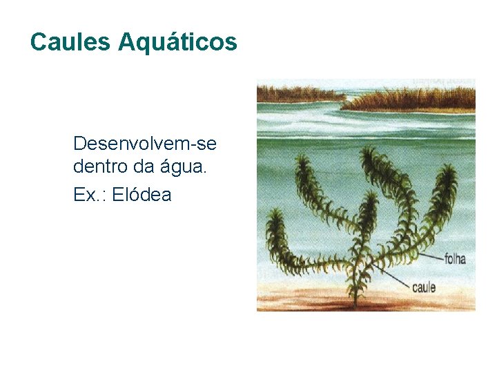 Caules Aquáticos Desenvolvem-se dentro da água. Ex. : Elódea 