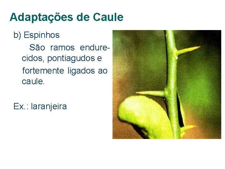 Adaptações de Caule b) Espinhos São ramos endurecidos, pontiagudos e fortemente ligados ao caule.