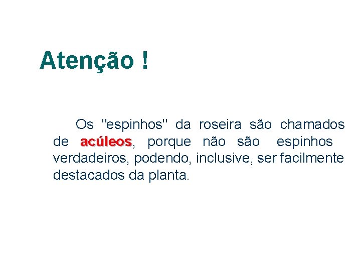 Atenção ! Os "espinhos" da roseira são chamados de acúleos, acúleos porque não são