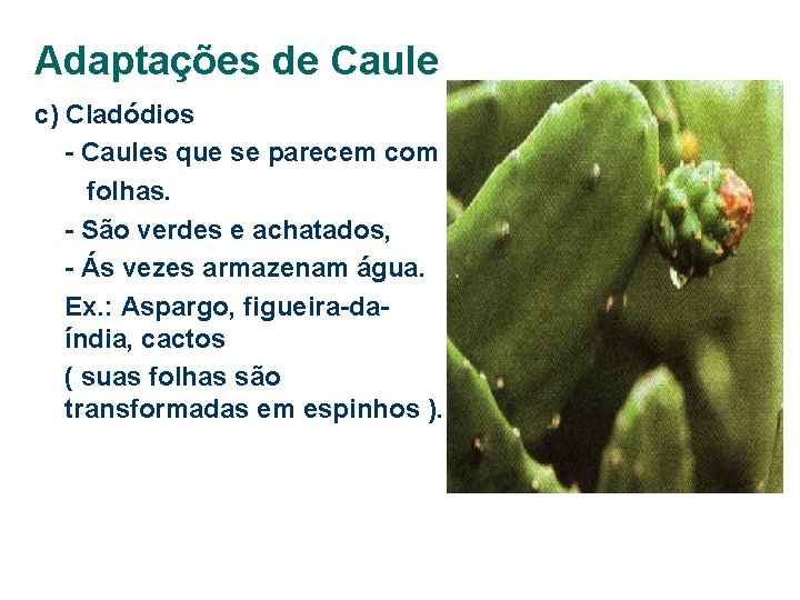 Adaptações de Caule c) Cladódios - Caules que se parecem com folhas. - São