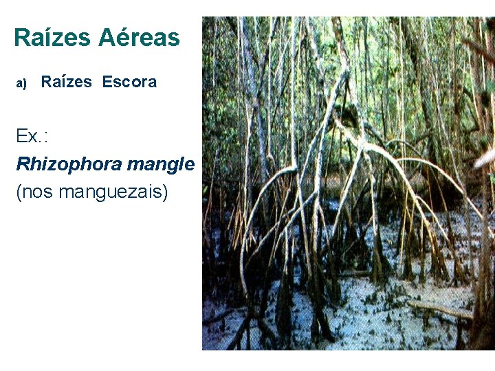 Raízes Aéreas a) Raízes Escora Ex. : Rhizophora mangle (nos manguezais) 