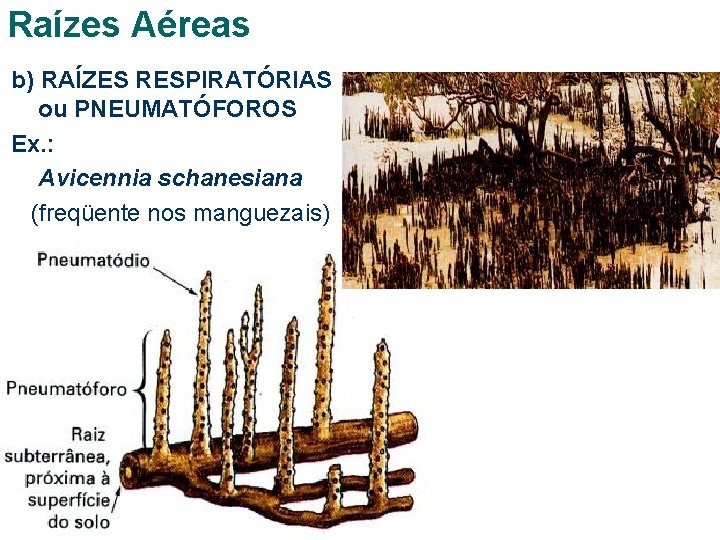 Raízes Aéreas b) RAÍZES RESPIRATÓRIAS ou PNEUMATÓFOROS Ex. : Avicennia schanesiana (freqüente nos manguezais)
