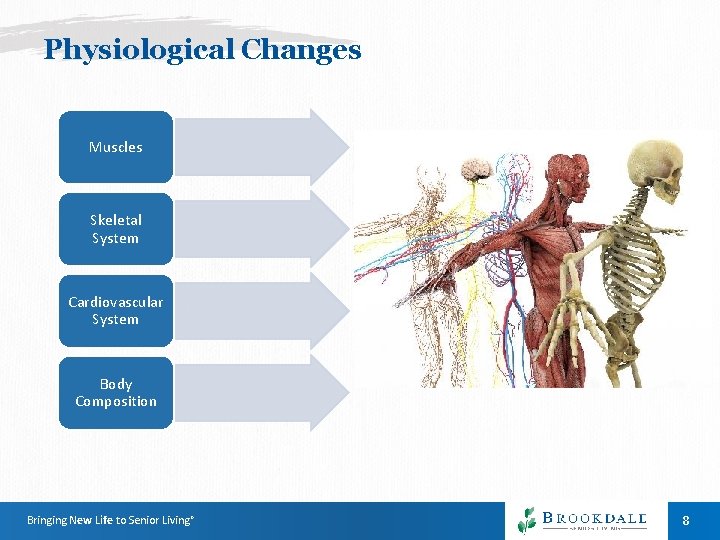 Physiological Changes Muscles Skeletal System Cardiovascular System Body Composition Bringing New Life to Senior Physiological Changes Muscles Skeletal System Cardiovascular System Body Composition Bringing New Life to Senior