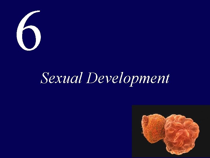 6 Sexual Development 