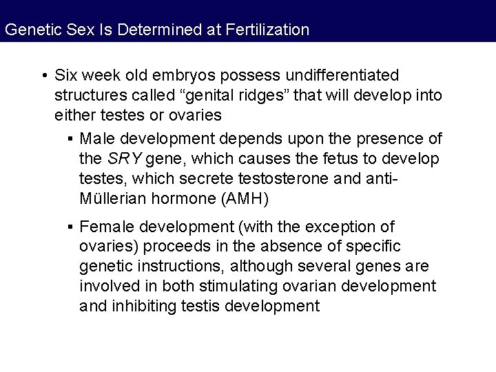 Genetic Sex Is Determined at Fertilization • Six week old embryos possess undifferentiated structures