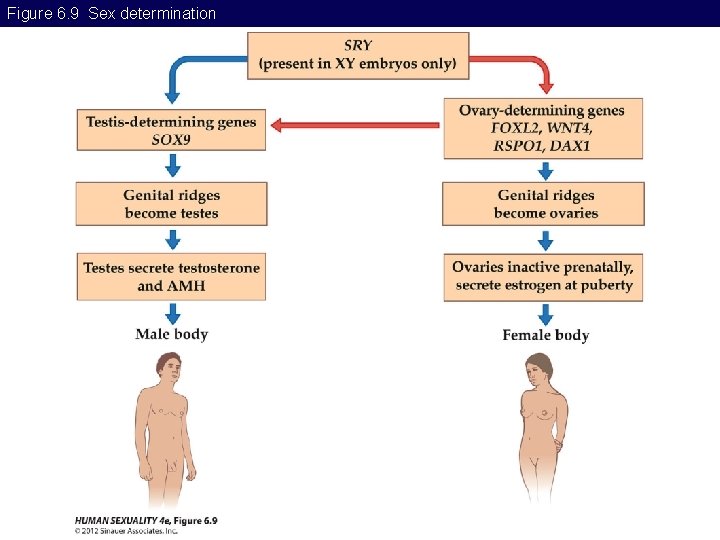 Figure 6. 9 Sex determination Figure 6. 9 Sex determination