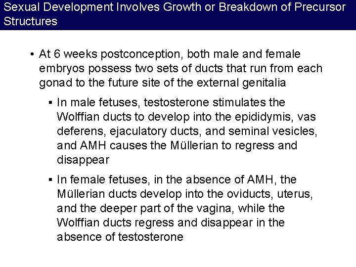 Sexual Development Involves Growth or Breakdown of Precursor Structures • At 6 weeks postconception, Sexual Development Involves Growth or Breakdown of Precursor Structures • At 6 weeks postconception,