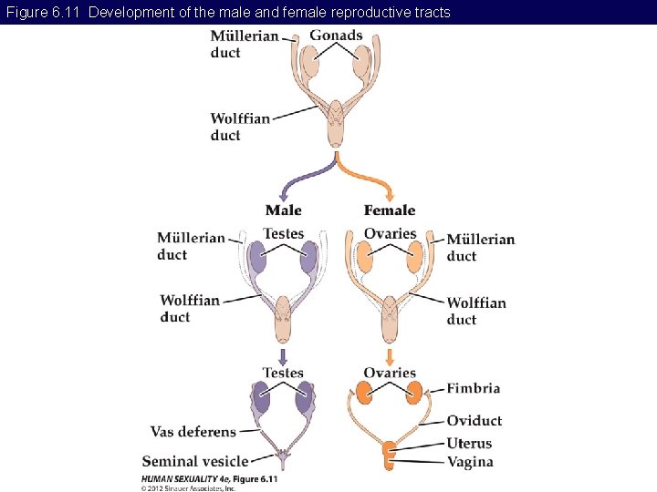 Figure 6. 11 Development of the male and female reproductive tracts 