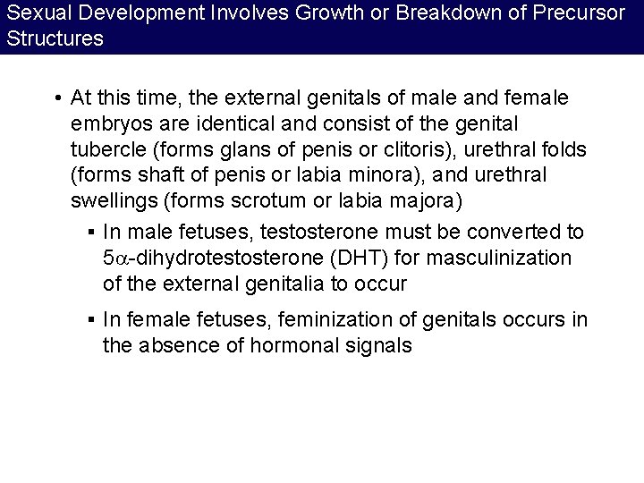 Sexual Development Involves Growth or Breakdown of Precursor Structures • At this time, the