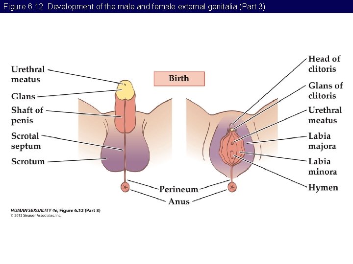 Figure 6. 12 Development of the male and female external genitalia (Part 3) 