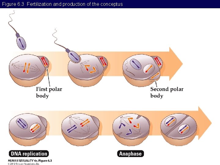 Figure 6. 3 Fertilization and production of the conceptus 