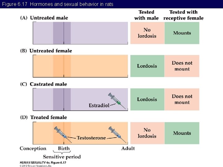 Figure 6. 17 Hormones and sexual behavior in rats Figure 6. 17 Hormones and sexual behavior in rats