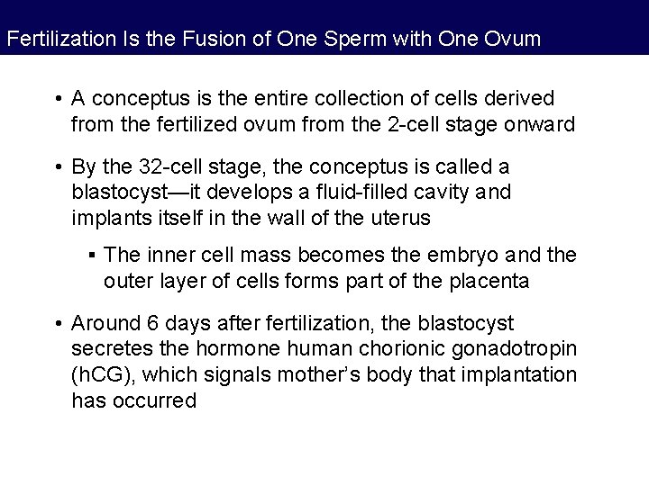 Fertilization Is the Fusion of One Sperm with One Ovum • A conceptus is