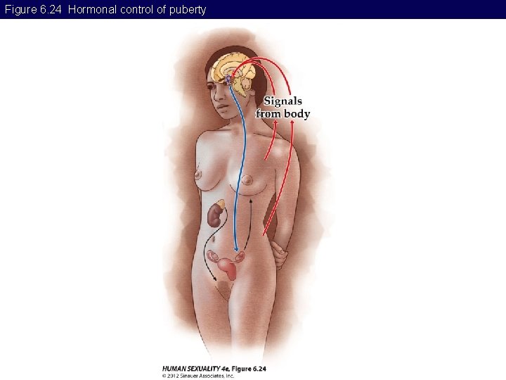 Figure 6. 24 Hormonal control of puberty 
