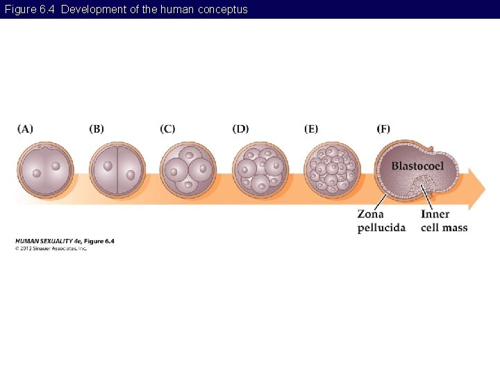 Figure 6. 4 Development of the human conceptus 