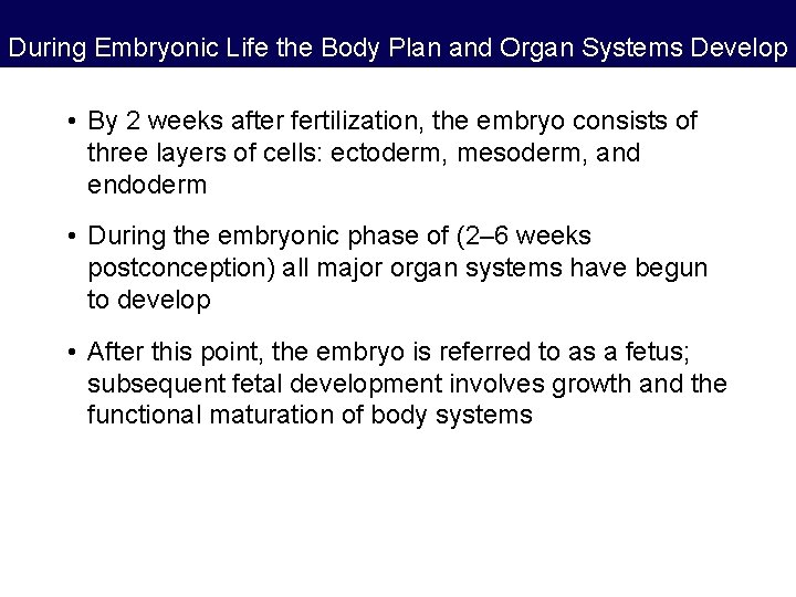 During Embryonic Life the Body Plan and Organ Systems Develop • By 2 weeks