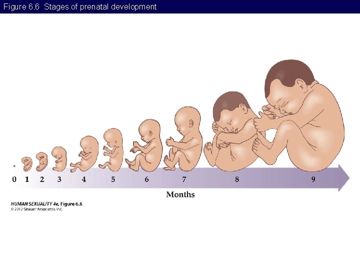 Figure 6. 6 Stages of prenatal development Figure 6. 6 Stages of prenatal development