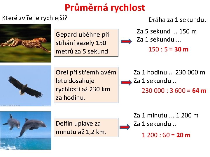 Průměrná rychlost Které zvíře je rychlejší? Gepard uběhne při stíhání gazely 150 metrů za